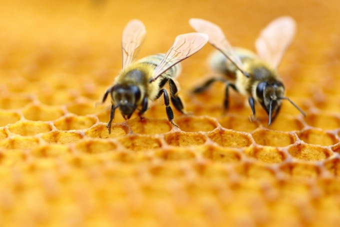 Honeybeez
